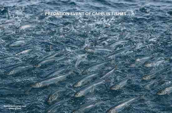 A dense school of silvery-blue capelin fish (कैपलिन मछलियाँ) swimming together at the ocean surface, creating ripples and splashes in the water.