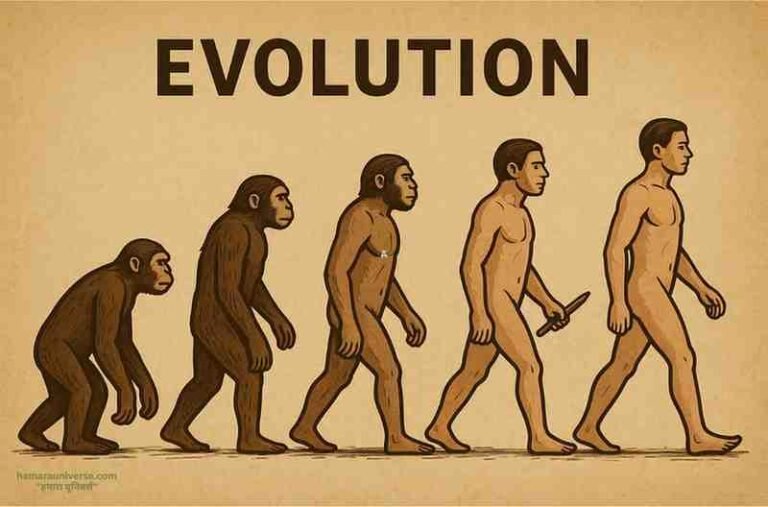 Illustration showing the stages of human evolution from ape-like ancestors to modern humans, highlighting the gradual transformation in posture and anatomy.