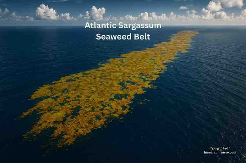Atlantic Ocean में फैली विशाल सर्गैसम सीवीड बेल्ट( Sargassum Seaweed Belt) का सैटेलाइट व्यू, गहरे नीले समुद्र में हरियाली जैसे फैलते समुद्री पौधे, पर्यावरणीय संकट को दर्शाता हुआ दृश्य